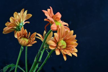 Siyah arka planda güzel kasımpatı çiçeklerini kapat. 