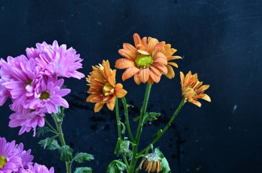 Siyah arka planda güzel kasımpatı çiçeklerini kapat. 
