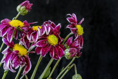 Koyu arkaplanda güzel Gerbera çiçekleri, yakın görüş 