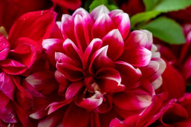 Güzel Gerbera çiçekleri, yakın görüş 