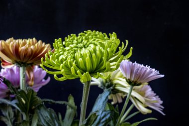 Kasımpatı çiçeklerini siyah arkaplanda kapat