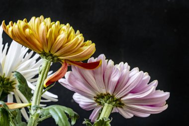 Kasımpatı çiçeklerini siyah arkaplanda kapat