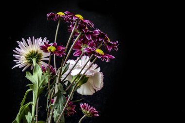 Kasımpatı çiçeklerini siyah arkaplanda kapat