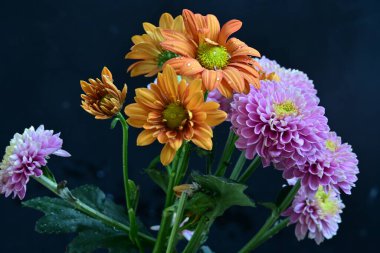 Kasımpatı çiçeklerini siyah arkaplanda kapat