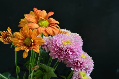 Kasımpatı çiçeklerini siyah arkaplanda kapat