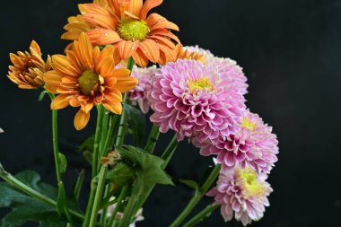 Kasımpatı çiçeklerini siyah arkaplanda kapat