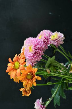 Kasımpatı çiçeklerini siyah arkaplanda kapat