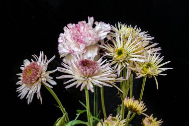 Kasımpatı çiçeklerini siyah arkaplanda kapat