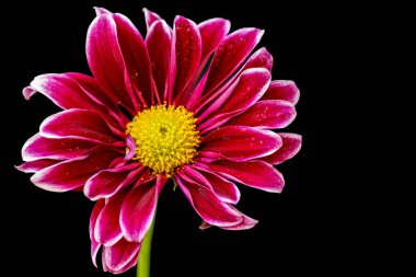 Koyu arkaplanda güzel Gerbera çiçeği, yakın görüş 