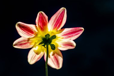 Siyah arka planda güzel bir çiçek