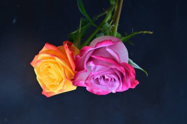 Güzel güller, koyu arkaplanda çiçekler