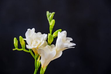 Koyu arkaplanda güzel çiçekler