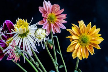 Koyu arkaplanda güzel kasımpatı çiçekleri