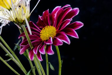 Koyu arkaplanda güzel Gerbera çiçeği, yakın görüş 