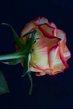 Koyu arkaplanda güzel bir gül çiçeğinin yakın plan görüntüsü                