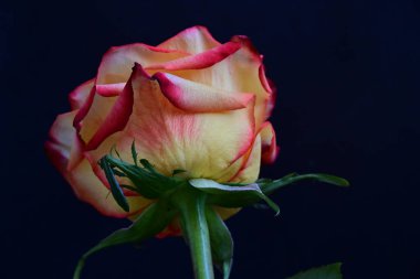 Koyu arkaplanda güzel bir gül çiçeğinin yakın plan görüntüsü                