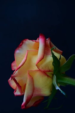 Koyu arkaplanda güzel bir gül çiçeğinin yakın plan görüntüsü                