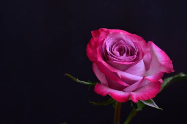 Siyah arka planda güzel pembe gül çiçeğinin yakın plan görüntüsü                