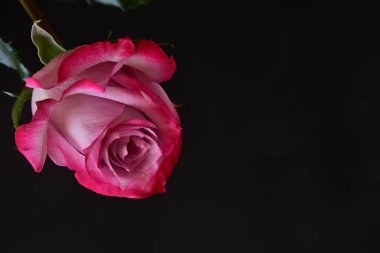 Siyah arka planda güzel pembe gül çiçeğinin yakın plan görüntüsü                