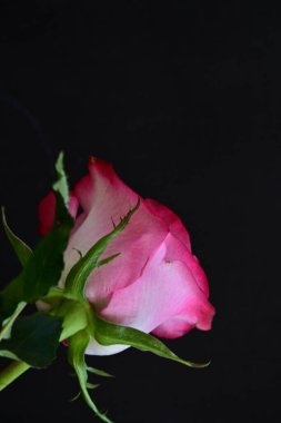 Siyah arka planda güzel pembe gül çiçeğinin yakın plan görüntüsü                