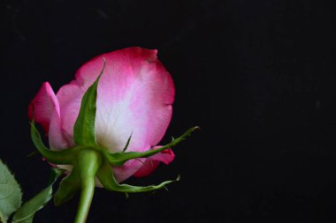 Siyah arka planda güzel pembe gül çiçeğinin yakın plan görüntüsü                