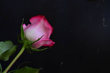 Siyah arka planda güzel pembe gül çiçeğinin yakın plan görüntüsü                