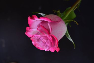 Siyah arka planda güzel pembe gül çiçeğinin yakın plan görüntüsü                