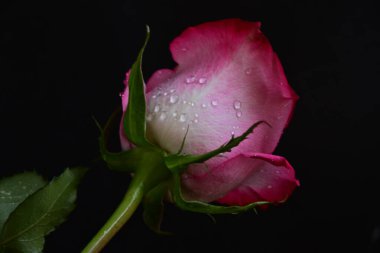 Siyah arka planda güzel pembe gül çiçeğinin yakın plan görüntüsü                