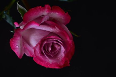 Siyah arka planda güzel pembe gül çiçeğinin yakın plan görüntüsü                