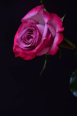 Siyah arka planda güzel pembe gül çiçeğinin yakın plan görüntüsü                