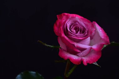 Siyah arka planda güzel pembe gül çiçeğinin yakın plan görüntüsü                