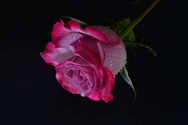 Siyah arka planda güzel pembe gül çiçeğinin yakın plan görüntüsü                