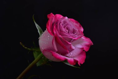 Siyah arka planda güzel pembe gül çiçeğinin yakın plan görüntüsü                