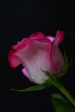 Siyah arka planda güzel pembe gül çiçeğinin yakın plan görüntüsü                