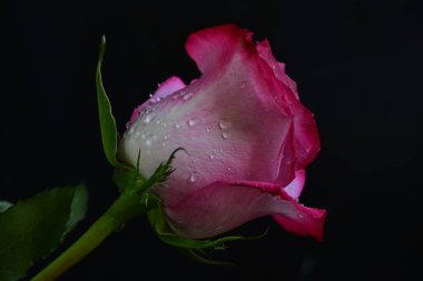 Siyah arka planda güzel pembe gül çiçeğinin yakın plan görüntüsü                