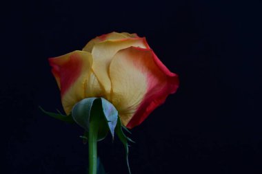 Koyu arkaplanda güzel bir gül çiçeğinin yakın plan görüntüsü                