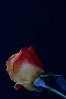 Koyu arkaplanda güzel bir gül çiçeğinin yakın plan görüntüsü                