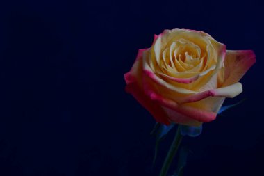 Koyu arkaplanda güzel bir gül çiçeğinin yakın plan görüntüsü                