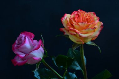 Koyu arkaplanda güzel pembe ve sarı gül çiçeklerinin yakın görüntüsü                