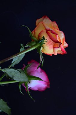 Koyu arkaplanda güzel pembe ve sarı gül çiçeklerinin yakın görüntüsü                