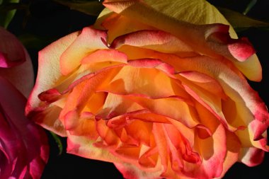 Koyu arkaplanda güzel pembe ve sarı gül çiçeklerinin yakın görüntüsü                