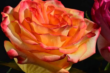 Koyu arkaplanda güzel pembe ve sarı gül çiçeklerinin yakın görüntüsü                