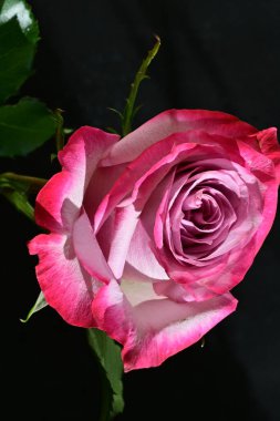 Siyah arka planda güzel pembe gül çiçeğinin yakın plan görüntüsü                