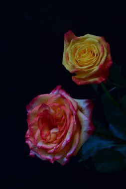 Koyu arkaplanda güzel pembe ve sarı gül çiçeklerinin yakın görüntüsü                