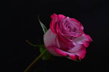 Siyah arka planda güzel pembe gül çiçeğinin yakın plan görüntüsü                