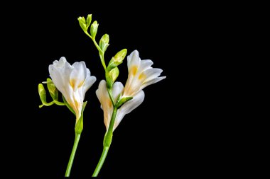 Koyu arkaplanda güzel çiçekler