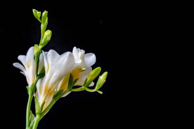 Koyu arkaplanda güzel çiçekler