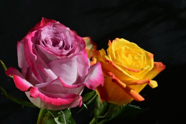 Koyu arkaplanda güzel pembe ve sarı gül çiçeklerinin yakın görüntüsü                