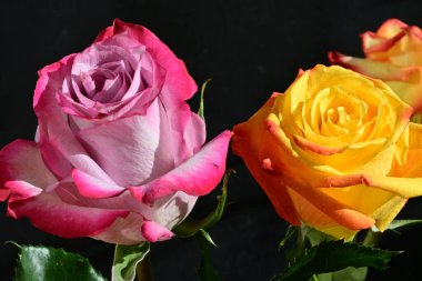 Koyu arkaplanda güzel pembe ve sarı gül çiçeklerinin yakın görüntüsü                