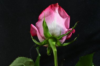 Siyah arka planda güzel pembe gül çiçeğinin yakın plan görüntüsü                